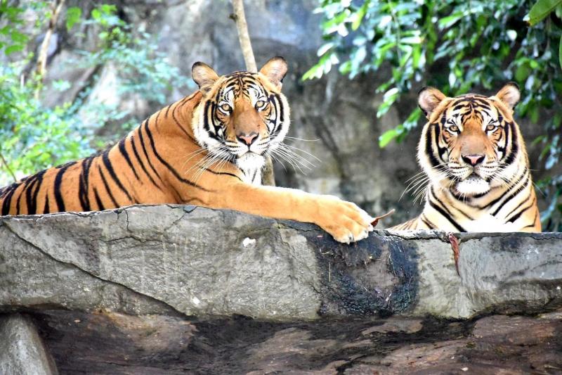 tiger